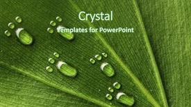  Presentation with green leaf water drops - PPT layouts featuring beautiful water footprint drops background and a tawny brown colored foreground