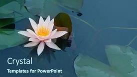  Presentation with lily flower - Theme enhanced with beautiful-water-lily-flower background and a ocean colored foreground