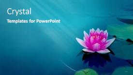  Presentation with water lily - Amazing PPT theme having beautiful-water-lily-flower backdrop and a teal colored foreground