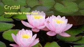  Presentation with water lily - Cool new slide set with beautiful water lily backdrop and a tawny brown colored foreground