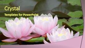  Presentation with water lily - Amazing theme having beautiful water lily backdrop and a tawny brown colored foreground