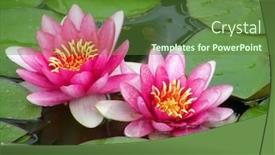  Presentation with water lily - PPT layouts consisting of beautiful water lily background and a tawny brown colored foreground