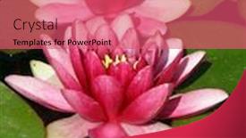  Presentation with water lily - Audience pleasing theme consisting of beautiful water lily backdrop and a coral colored foreground