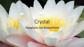  Presentation with water lily - PPT theme consisting of beautiful water lily background and a blonde colored foreground