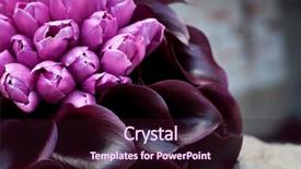  Presentation with pink wedding - Presentation theme with beautiful wedding bouquet of pink background and a wine colored foreground