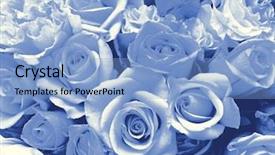  Presentation with wedding roses - Slides having beautiful wedding bouquet with roses background and a light blue colored foreground
