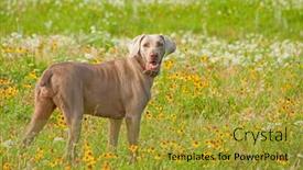  Presentation with wild dog - Audience pleasing presentation consisting of beautiful-weimaraner-dog-looking backdrop and a gold colored foreground
