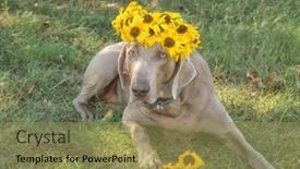  Presentation with grass - Slide set enhanced with beautiful-weimaraner-dog-lying background and a gold colored foreground