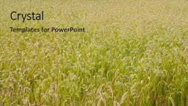  Presentation with wheat - Slide deck having beautiful wheat field to use background and a  colored foreground