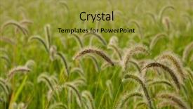  Presentation with wheat - Cool new slide deck with beautiful wheat field to use backdrop and a  colored foreground