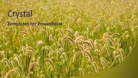  Presentation with summer wheat field blue - Cool new PPT theme with beautiful wheat field to use backdrop and a  colored foreground