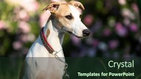  Presentation with garden - Amazing slide deck having beautiful-whippet-is-sitting backdrop and a wine colored foreground