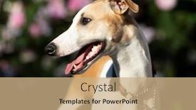  Presentation with garden - Audience pleasing slide set consisting of beautiful-whippet-is-sitting backdrop and a coral colored foreground