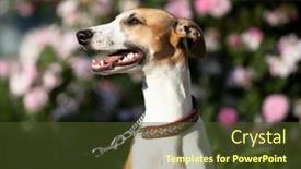  Presentation with garden - Amazing presentation design having beautiful-whippet-is-sitting backdrop and a tawny brown colored foreground