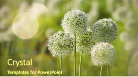 Presentation with white flowers - Colorful presentation theme enhanced with beautiful white allium circular globe backdrop and a gold colored foreground