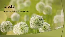  Presentation with black and white shapes - Cool new theme with beautiful white allium circular globe backdrop and a yellow colored foreground