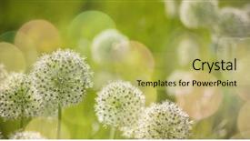  Presentation with purple flowers - PPT theme consisting of beautiful white allium circular globe background and a yellow colored foreground