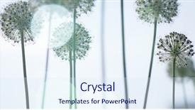  Presentation with black and white shapes - Presentation theme having beautiful white allium circular globe background and a sky blue colored foreground