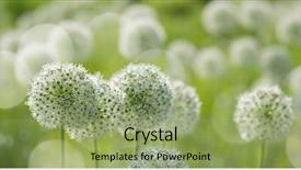  Presentation with white flowers - Presentation theme with beautiful white allium circular globe background and a seafoam green colored foreground