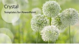  Presentation with history earth globe isolated white - PPT layouts consisting of beautiful white allium circular globe background and a mint green colored foreground