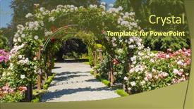  Presentation with pink and white roses - Beautiful presentation design featuring beautiful-white-and-pink-roses backdrop and a tawny brown colored foreground