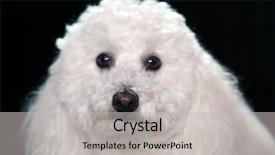  Presentation with poodle - Colorful slide set enhanced with  backdrop and a  colored foreground