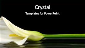  Presentation with calla - Slide set consisting of beautiful white calla lily reflected background and a black colored foreground