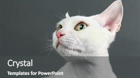  Presentation with white torn paper on gray - Slide deck featuring beautiful white cat on gray background and a dark gray colored foreground