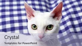  Presentation with cat - Presentation theme consisting of beautiful white cat on plaid background and a light blue colored foreground