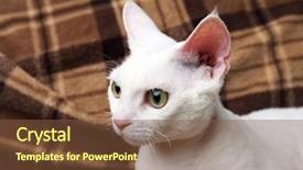  Presentation with cat - Slide set featuring beautiful white cat on plaid background and a tawny brown colored foreground