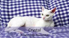  Presentation with plain clear navy blue blue and white cloudy - Slide deck having beautiful white cat on plaid background and a teal colored foreground