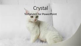  Presentation with white house roof - Slides enhanced with beautiful white cat on sofa background and a light gray colored foreground