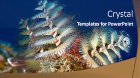  Presentation with white christmas - Slide set consisting of beautiful-white-christmas-tree-tube background and a navy blue colored foreground