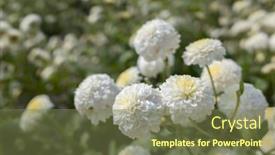  Presentation with chrysanthemum - Beautiful PPT theme featuring beautiful-white-chrysanthemum-farm backdrop and a violet colored foreground
