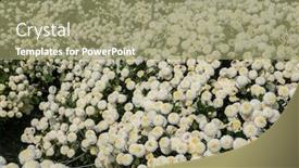  Presentation with chrysanthemum - Presentation theme consisting of beautiful-white-chrysanthemum-farm background and a coral colored foreground