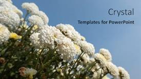  Presentation with chrysanthemum - Presentation featuring beautiful-white-chrysanthemum-farm background and a teal colored foreground