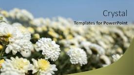  Presentation with chrysanthemum - Presentation theme enhanced with beautiful-white-chrysanthemum-farm background and a light blue colored foreground