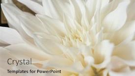  Presentation with chrysanthemum - Presentation design consisting of beautiful-white-chrysanthemum-flower-bouquet background and a soft green colored foreground