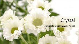  Presentation with chrysanthemum - Colorful PPT theme enhanced with beautiful white chrysanthemum flowers with green centre backdrop and a blonde colored foreground