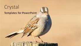  Presentation with sparrow - Theme having beautiful-white-crowned-sparrow background and a coral colored foreground