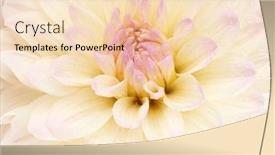  Presentation with dahlia - 