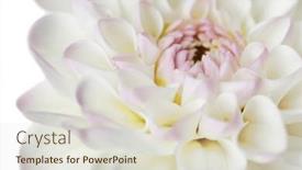  Presentation with dahlia - 