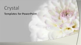  Presentation with dahlia - 