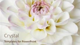 Presentation with dahlia - 