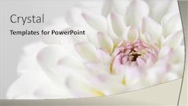  Presentation with dahlia - 