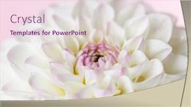  Presentation with dahlia - 