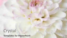  Presentation with dahlia - 