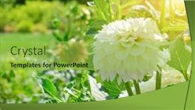  Presentation with dawn - 