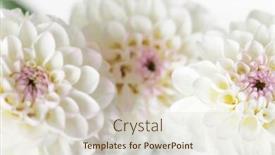  Presentation with dahlia - 