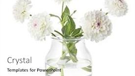  Presentation with dahlia - Cool new PPT theme with beautiful white dahlia flowers in vase isolated on white backdrop and a white colored foreground